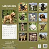 Labradoodle Calendar